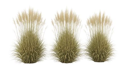 Collection of ornamental Pampas grass plants with feathery plumes used for landscaping and decoration isolated PNG with Transparent Background