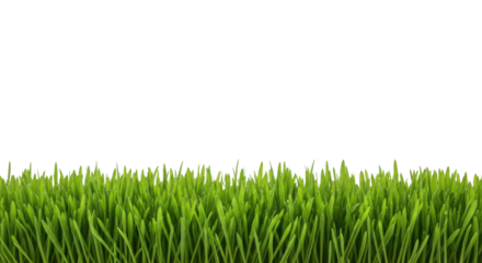 Fresh vibrant green grass isolated border element representing nature, spring, and ecology isolated PNG with Transparent Background