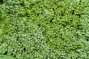 Close uo of the head of a Broccoli plant (Brassica oleracea var. Waltham) grown using the no dig method

