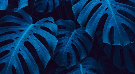 Tropical Monstera Plant Leaves with Water Droplets Dark Blue Hue