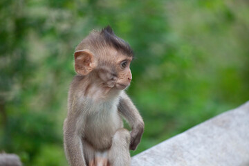 可愛いサル