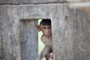 可愛いサル