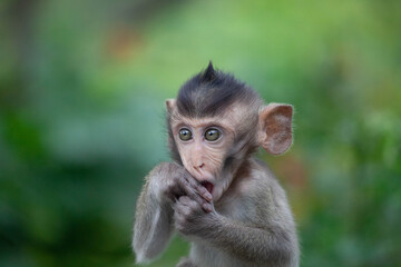 可愛いサル