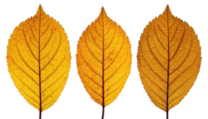 Fototapeta premium Three yellow leaves in a row against a black background, showing detailed vein patterns
