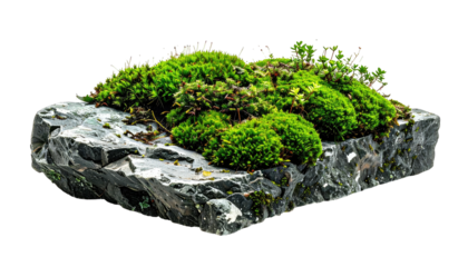 Textured grey stone slab with vibrant green moss clumps, isolated on a black background, creating a nature display