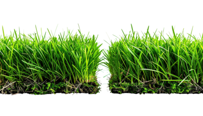 Grass patch isolated. Green blades sprout from soil, forming a natural border against a stark black background