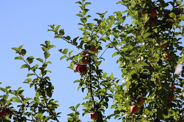 Ripe red apples on a large apple tree branch under bright blue sky