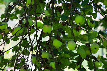 Apple tree branch with green apples among foliage