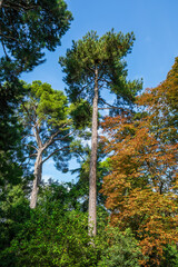 Obraz premium Autumn, forest, El Retiro Park, Madrid, Spain, Europe