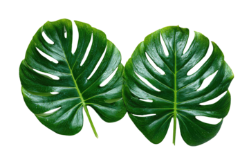 Two vibrant green monstera leaves with intricate cutouts set against a black background, displaying lush, detailed textures