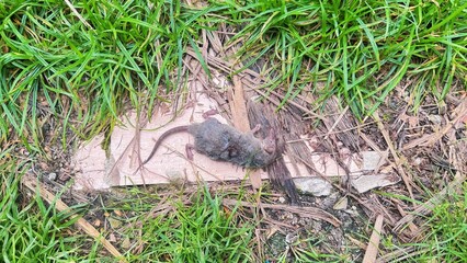 Dead Mouse with Ants, Real Nature and Life Cycle Scene on Grass