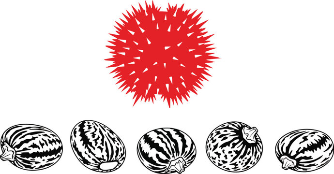 Castor bean seeds and spiky fruit illustration on white background