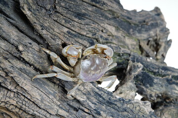 The vibrant crab is walking.