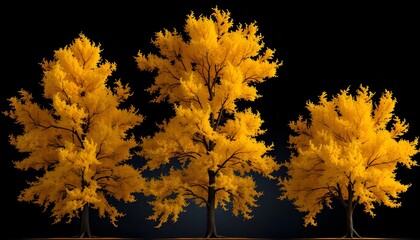 Three vibrant trees with radiant yellow foliage stand against a dark, contrasting background.