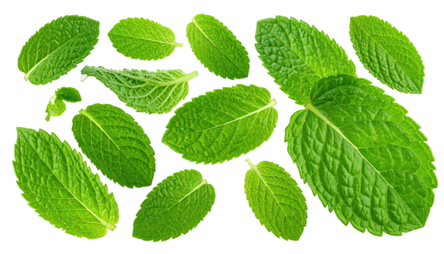 Collection of vibrant green mint leaves with detailed veins, arranged against a black background, enhancing freshness
