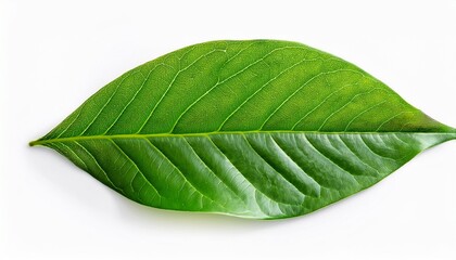 Obraz premium Fresh Green Leaves Isolated On A White Background Perfect For A Natural Design