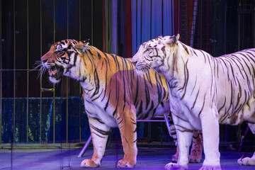 Baku, Azerbaijan. A tiger show that periodically takes place at the Baku Circus Sea Breeze.