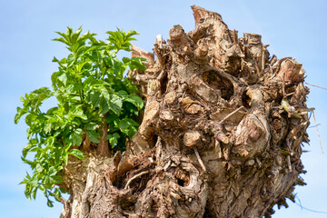  Young green growth on the old dry tree 