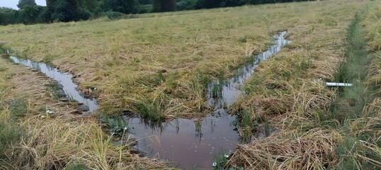 Gujarat Monsoon Mayhem: Unseasonal Rains Devastate Paddy Crop, Farmers Demand Compensation. 