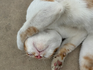 Fototapeta premium An adorable cat is peacefully sleeping in a playful pose, showcasing its charm and cuteness