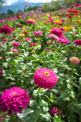 Obraz premium Zinnia Daisy flower in bloom. 