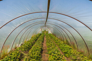 A view of the inside of a greenhouse tunnel with rows of strawberry plants growing in the soil. The structure is covered with a transparent plastic film