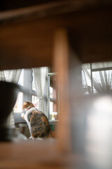 A cozy room with a cute cat looks out the window, savoring the peaceful afternoon light