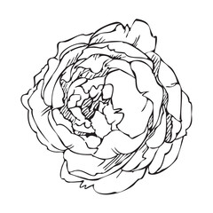 Outline black dodle with peony flower