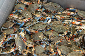 A large container filled with live blue crabs at a seafood market.