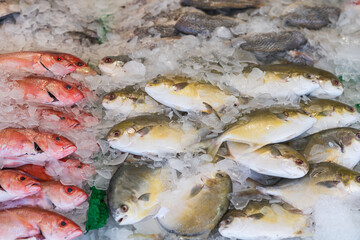 Assorted fish on crushed ice