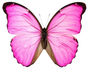  Bright Pink Butterfly Wing with Vein Details – Transparent Studio PNG