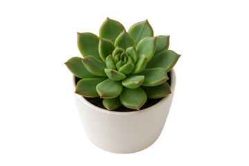 A succulent plant in a simple white pot, creating a minimalist and serene scene