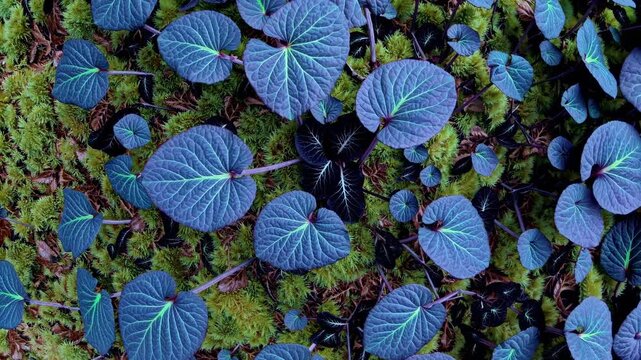 Top-down video shot of vibrant, textured leaves with a mix of deep purples and greens, creating a lush, natural pattern in a serene style.