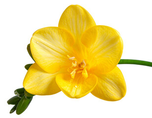 Obraz premium Ultra-Macro Light Yellow Freesia Bloom with Dew Drop – Serene Floral PNG