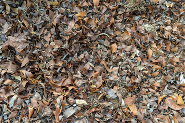 Close up top view of dry fallen leaves on the ground. Brown autumn foliage texture for background.