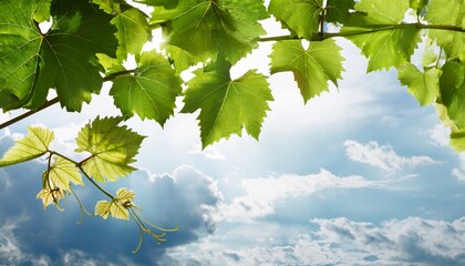 Fototapeta premium Close Up Grape Leaves On Top And Sky Background