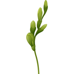 Delicate Green Plant Stem With Small Buds In The Early Stages Of Growth Isolated On White Background With Simple Realistic Style