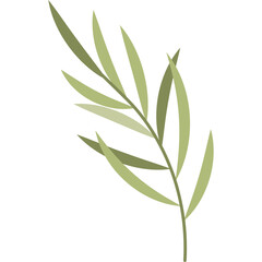 Delicate Green Olive Branch with Multiple Slender Leaves on a Clean White Transparent Background Subtle Natural Botanical Element