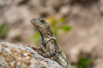 Black Iguana the ruins of the ancient Mayan city Uxmal,