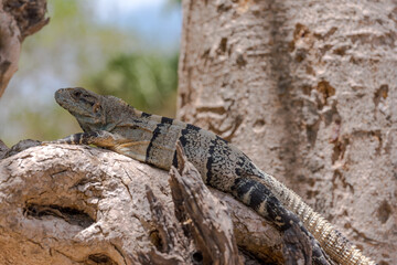 Black Iguana the ruins of the ancient Mayan city Uxmal,
