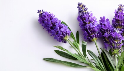 Fototapeta premium Freshly Cut Lavender Flowers With Vibrant Green Leaves On A Clean White Background Exuding A Serene And Beautiful Ambiance