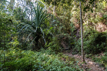 A winding trail path cuts through a lush Malaysian rainforest, showcasing dense, typical tropical plants and flora. The scene captures the deep green, humid environment of a protected natural park