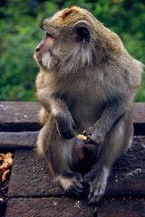 Close-up of a Long-tailed Macaque (cynomolgus macaque) eating nuts, Bali, Indonesia