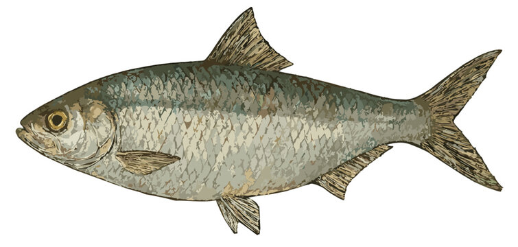 Clupea macrura