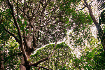 A dramatic low-angle view of towering tropical jungle trees reaching toward the sky. Soft sun rays and gentle light stream beautifully through the dense, vibrant green foliage and branches