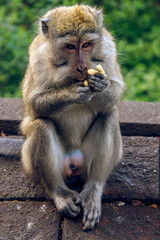 Close-up of a Long-tailed Macaque (cynomolgus macaque) eating nuts, Bali, Indonesia