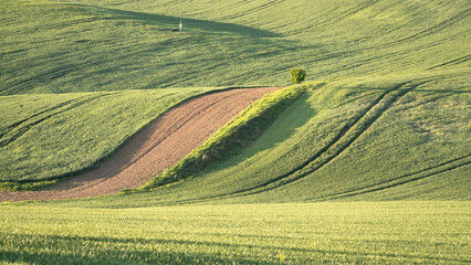 Landscape with green rolling fields of agricultural land, Moravia, Czechia