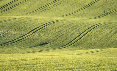 Green rolling fields of agricultural land, Moravia, Czechia