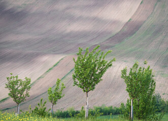 Agricultural landscape with rolling fields in backdrop and fruit trees in front, Czechia