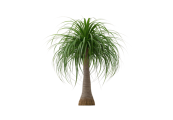 Ponytail palm tree featuring cascading green foliage from thick textured trunk, isolated on a transparent background
